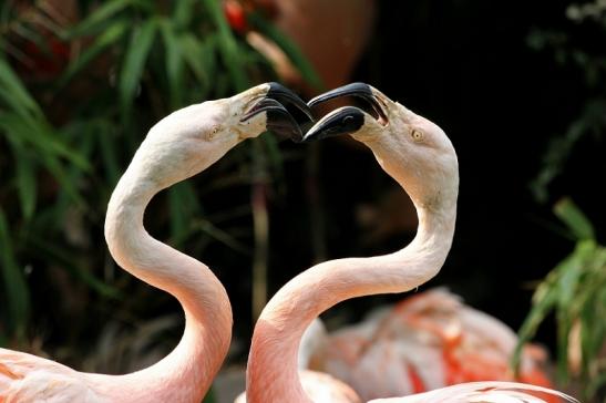 Chileflamingo Zoo Frankfurt am Main 2013