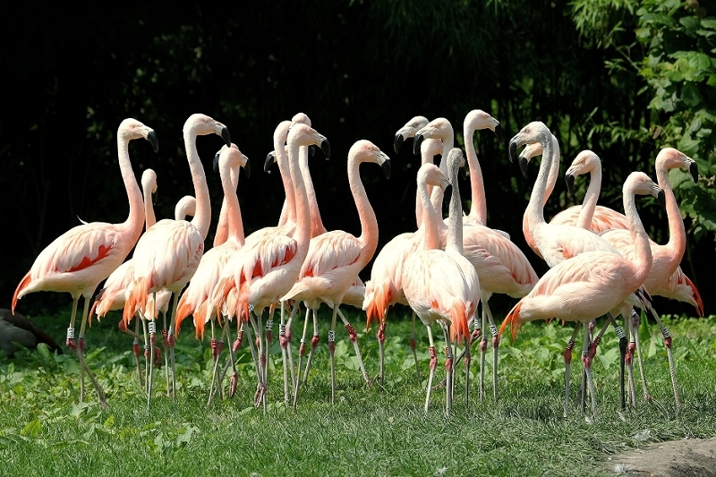 Chileflamingo Zoo Frankfurt am Main 2014