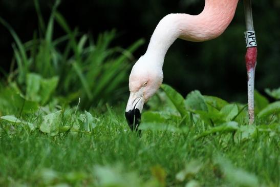 Chileflamingo Zoo Frankfurt am Main 2014