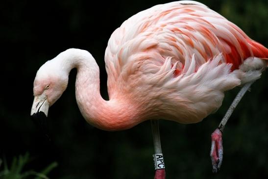 Chileflamingo Zoo Frankfurt am Main 2014