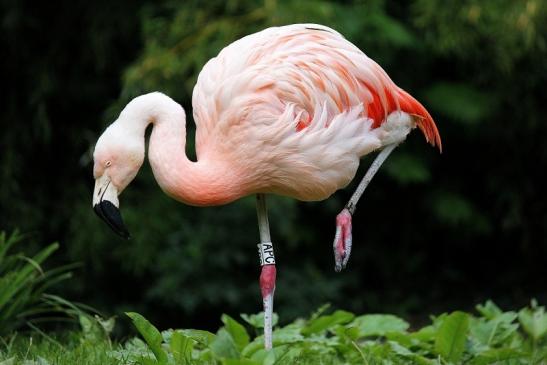 Chileflamingo Zoo Frankfurt am Main 2014