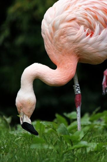 Chileflamingo Zoo Frankfurt am Main 2014