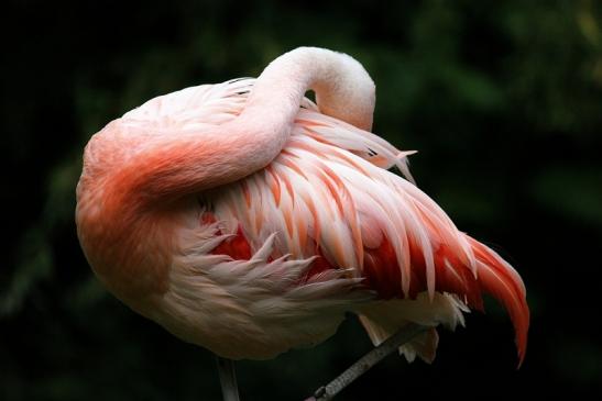 Chileflamingo Zoo Frankfurt am Main 2014