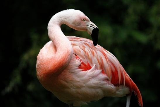 Chileflamingo Zoo Frankfurt am Main 2014