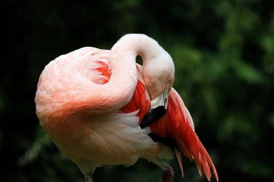 Chileflamingo Zoo Frankfurt am Main 2014