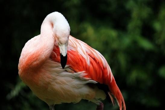 Chileflamingo Zoo Frankfurt am Main 2014