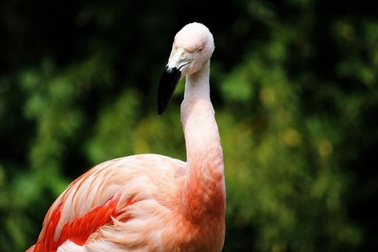 Chileflamingo Zoo Frankfurt am Main 2014