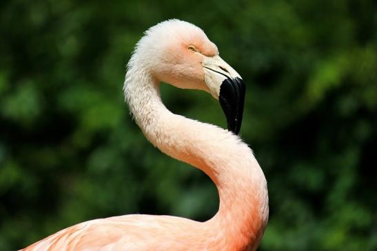 Chileflamingo Zoo Frankfurt am Main 2014