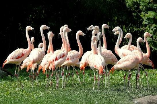 Chileflamingo Zoo Frankfurt am Main 2014