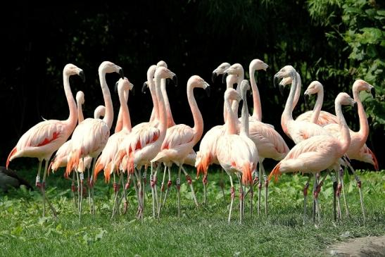 Chileflamingo Zoo Frankfurt am Main 2014