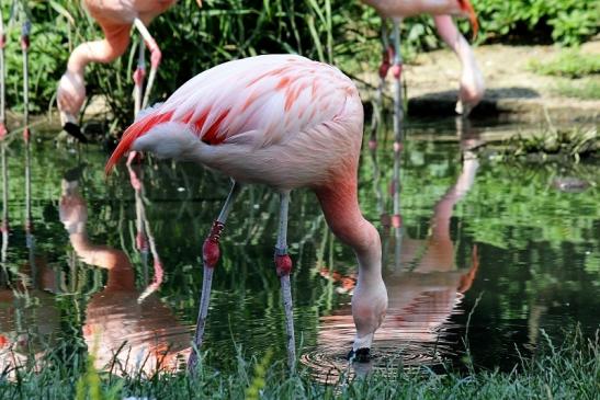 Chileflamingo Zoo Frankfurt am Main 2014