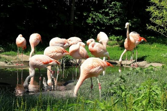 Chileflamingo Zoo Frankfurt am Main 2014