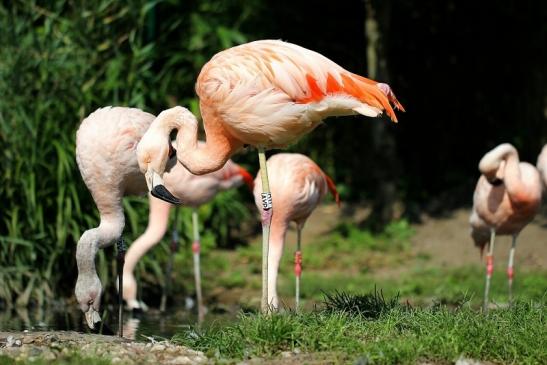 Chileflamingo Zoo Frankfurt am Main 2014