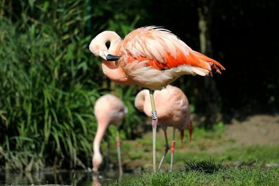 Chileflamingo Zoo Frankfurt am Main 2014