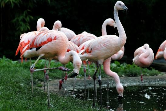 Chileflamingo Zoo Frankfurt am Main 2014