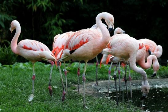 Chileflamingo Zoo Frankfurt am Main 2014
