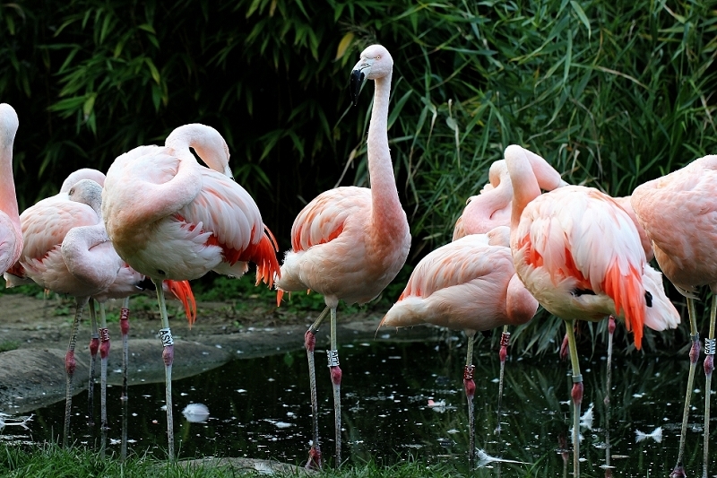 Chileflamingo Zoo Frankfurt am Main 2014
