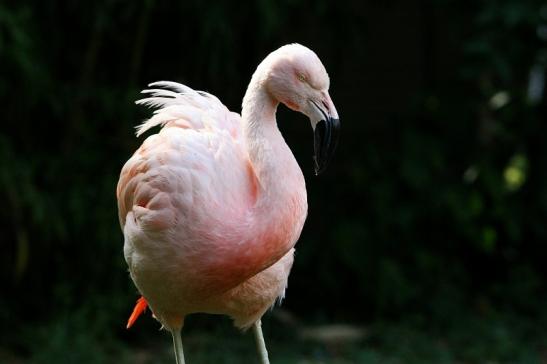 Chileflamingo Zoo Frankfurt am Main 2014