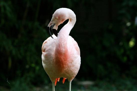 Chileflamingo Zoo Frankfurt am Main 2014