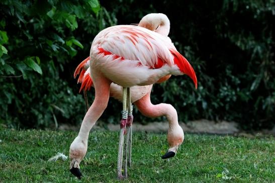 Chileflamingo Zoo Frankfurt am Main 2014