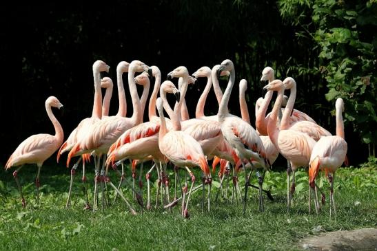 Chileflamingo Zoo Frankfurt am Main 2014