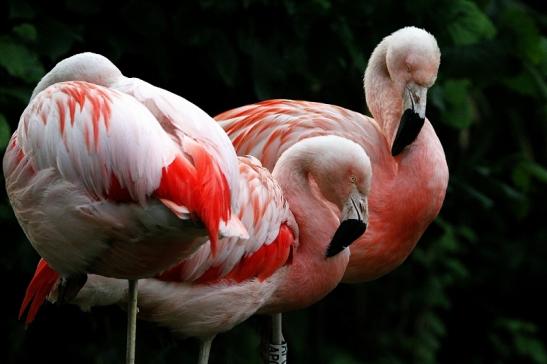 Chileflamingo Zoo Frankfurt am Main 2014