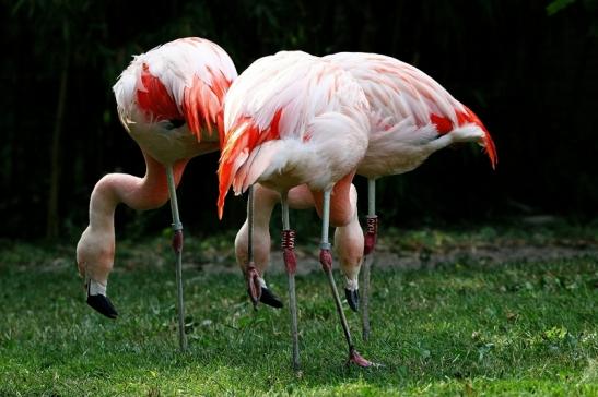 Chileflamingo Zoo Frankfurt am Main 2014