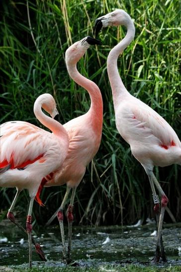 Chileflamingo Zoo Frankfurt am Main 2014