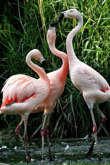 Chileflamingo Zoo Frankfurt am Main 2014