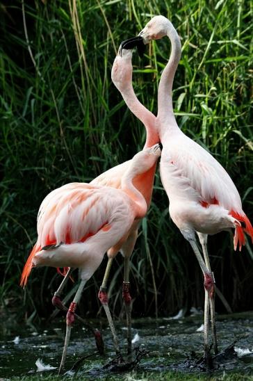 Chileflamingo Zoo Frankfurt am Main 2014