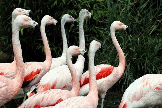 Chileflamingo Zoo Frankfurt am Main 2014