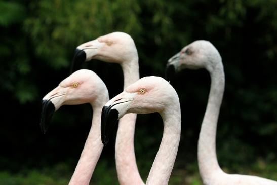 Chileflamingo Zoo Frankfurt am Main 2014