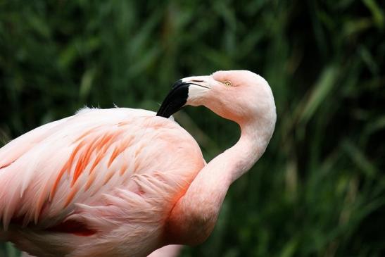 Chileflamingo Zoo Frankfurt am Main 2014