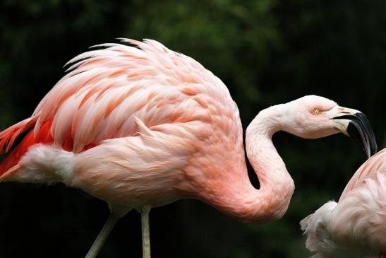 Chileflamingo Zoo Frankfurt am Main 2014