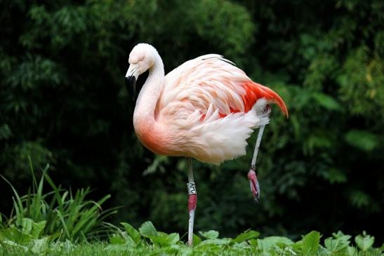 Chileflamingo Zoo Frankfurt am Main 2014