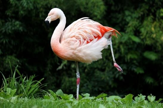 Chileflamingo Zoo Frankfurt am Main 2014