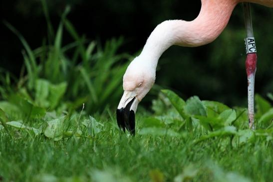 Chileflamingo Zoo Frankfurt am Main 2014