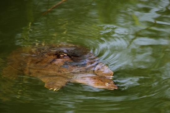 Chinesische Weichschildkröte Zoo Frankfurt am Main