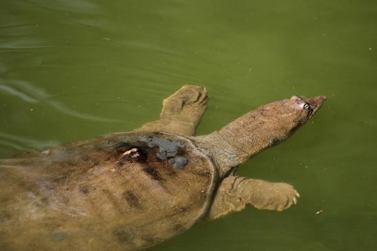 Chinesische Weichschildkröte Zoo Frankfurt am Main