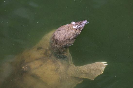 Chinesische Weichschildkröte Zoo Frankfurt am Main 2013