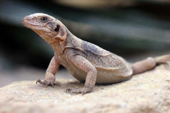 Chuckwalla Exotarium Zoo Frankfurt am Main 2014