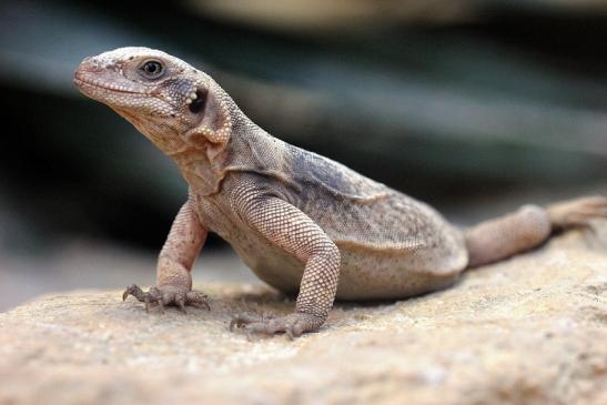 Chuckwalla Exotarium Zoo Frankfurt am Main 2014