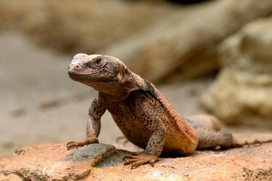 Chuckwalla Exotarium Zoo Frankfurt am Main 2017