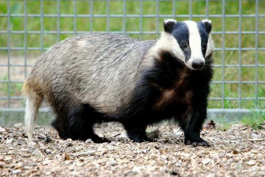 Dachs Wildpark Alte Fasanerie Klein Auheim 2015