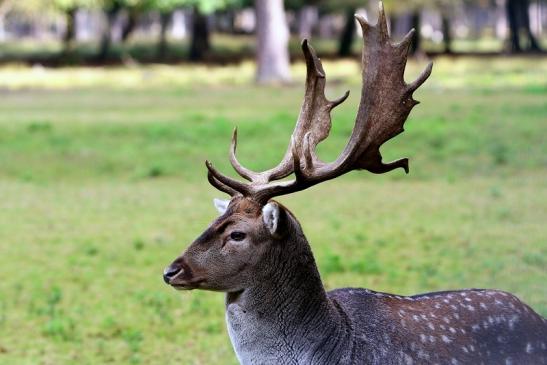 Damhirsch - Wildpark Alte Fasanerie Klein Auheim 2016