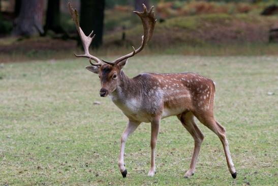 Damhirsch Brunft - Wildpark Alte Fasanerie Klein Auheim 2016