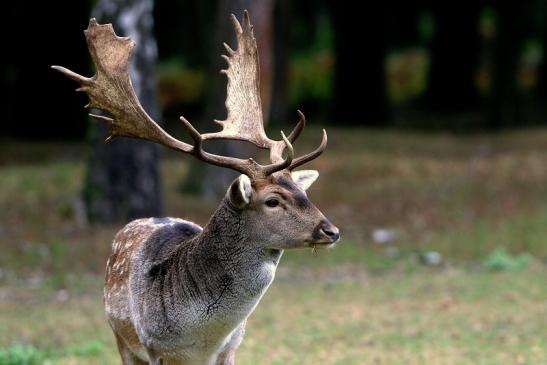 Damhirsch Brunft - Wildpark Alte Fasanerie Klein Auheim 2016