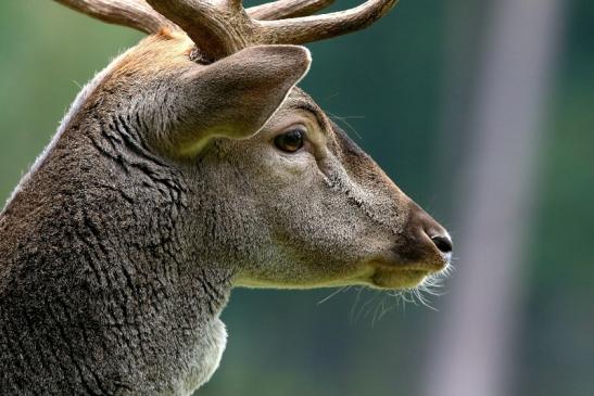 Damhirsch Brunft - Wildpark Alte Fasanerie Klein Auheim 2016