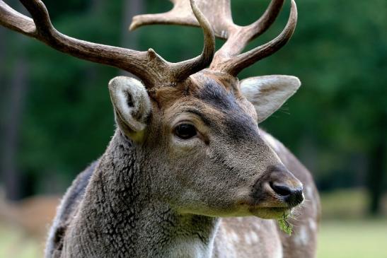 Damhirsch Brunft - Wildpark Alte Fasanerie Klein Auheim 2016