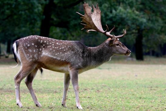 Damhirsch Brunft - Wildpark Alte Fasanerie Klein Auheim 2016